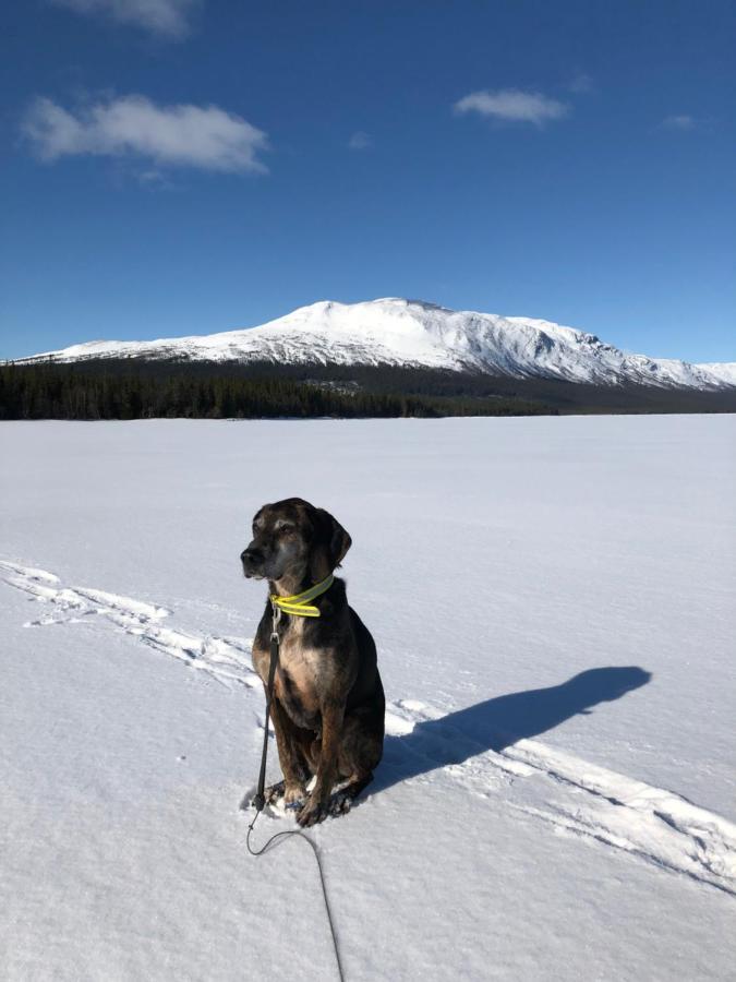 Valagardens Vaerdshus Och Camping Ab Vålådalen Kültér fotó